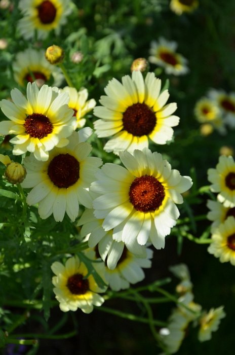 Chrysanthemum segetum 'Etoile d'Orient'